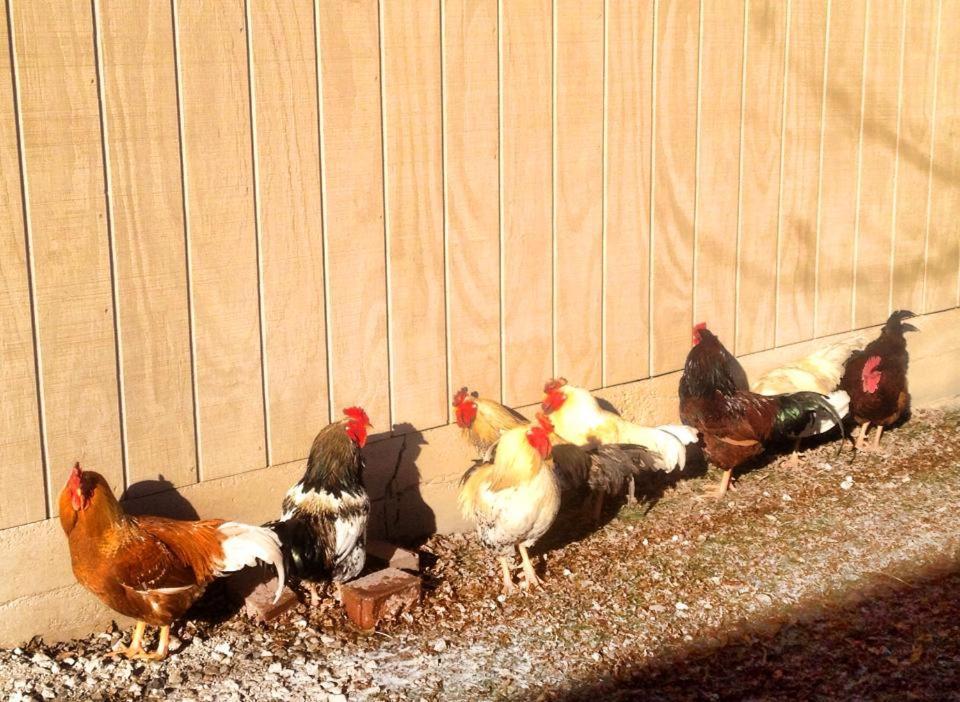 Netherfield Natural Farm Fontana Exterior photo